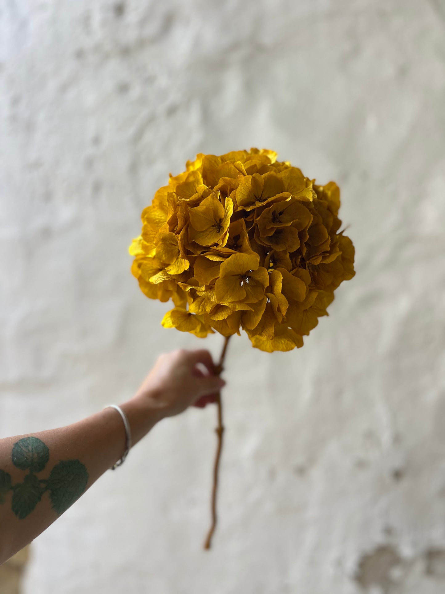 Ortensia Gialla Stabilizzata