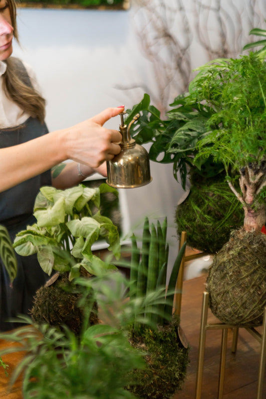 Come mi prendo cura di un kokedama?