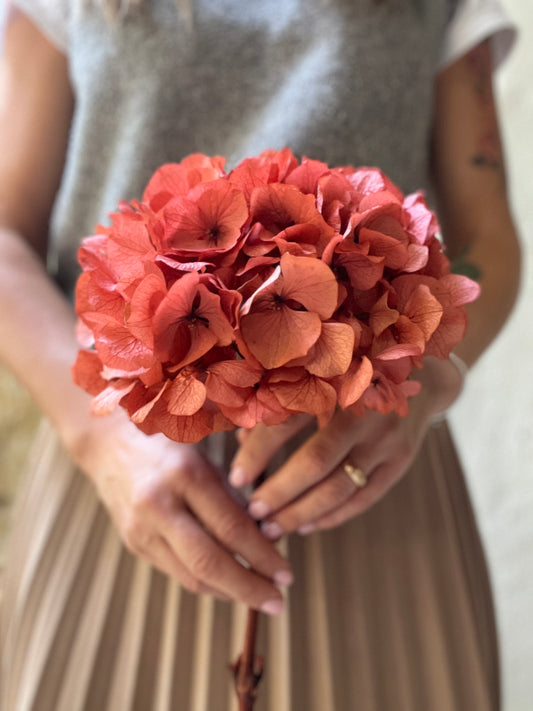 Ortensia Terracotta Stabilizzata