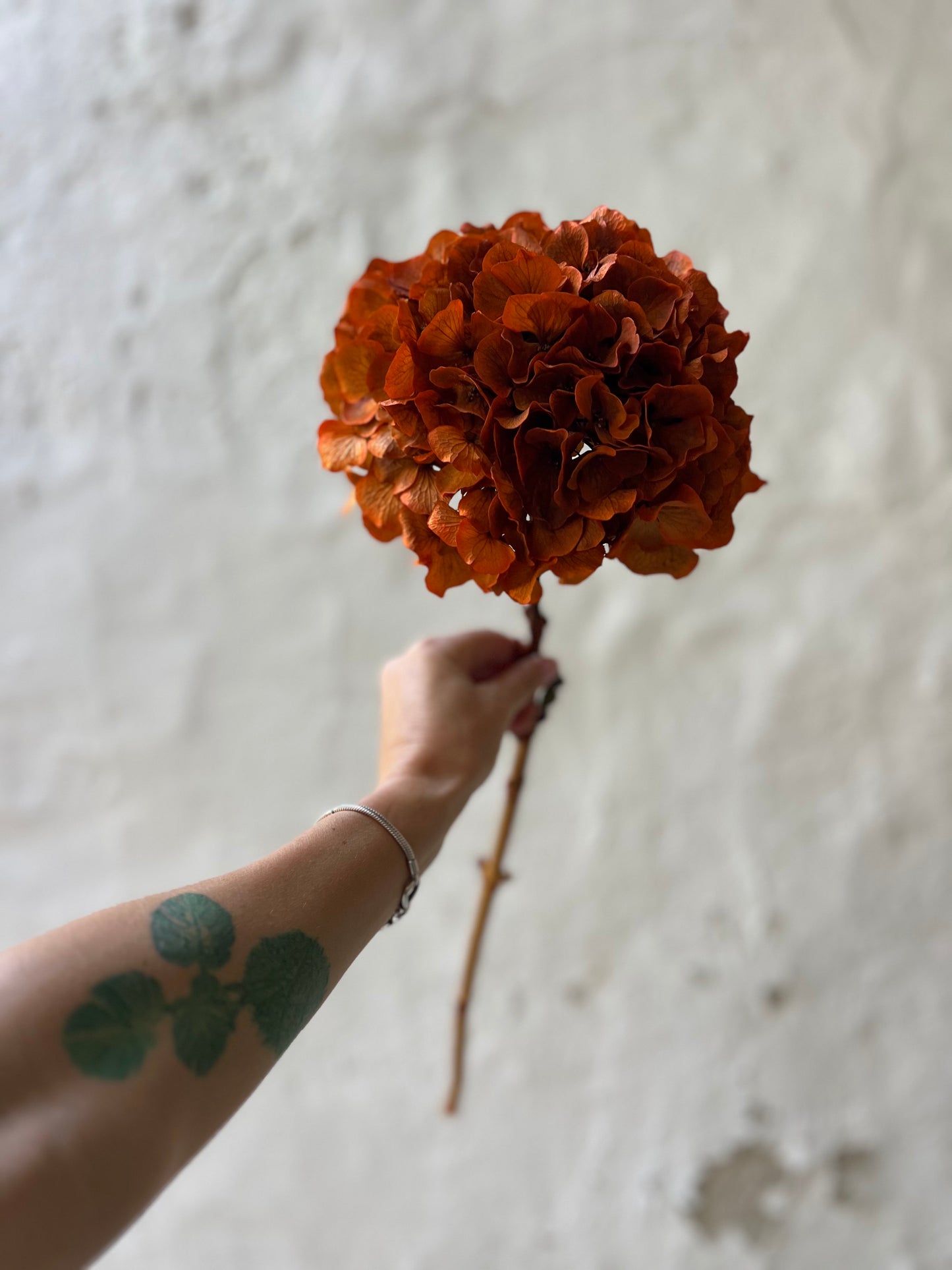 Ortensia Terracotta Stabilizzata