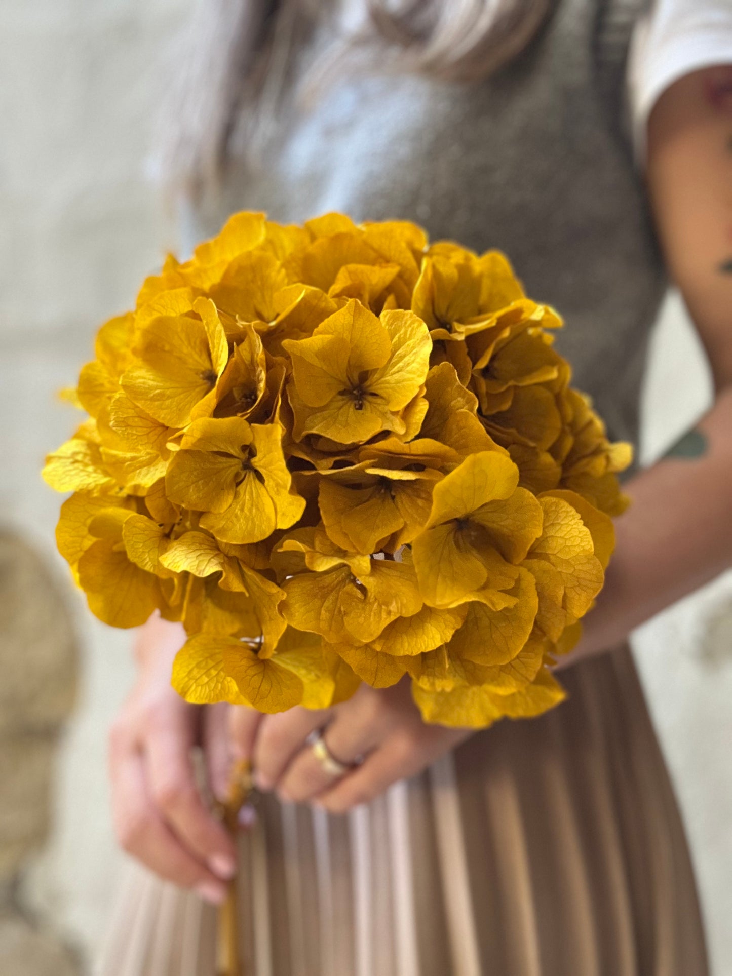 Ortensia Gialla Stabilizzata