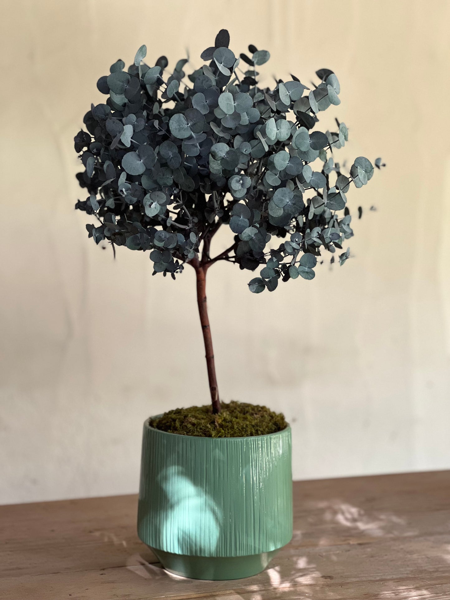 Alberello di Eucalipto Stabilizzato