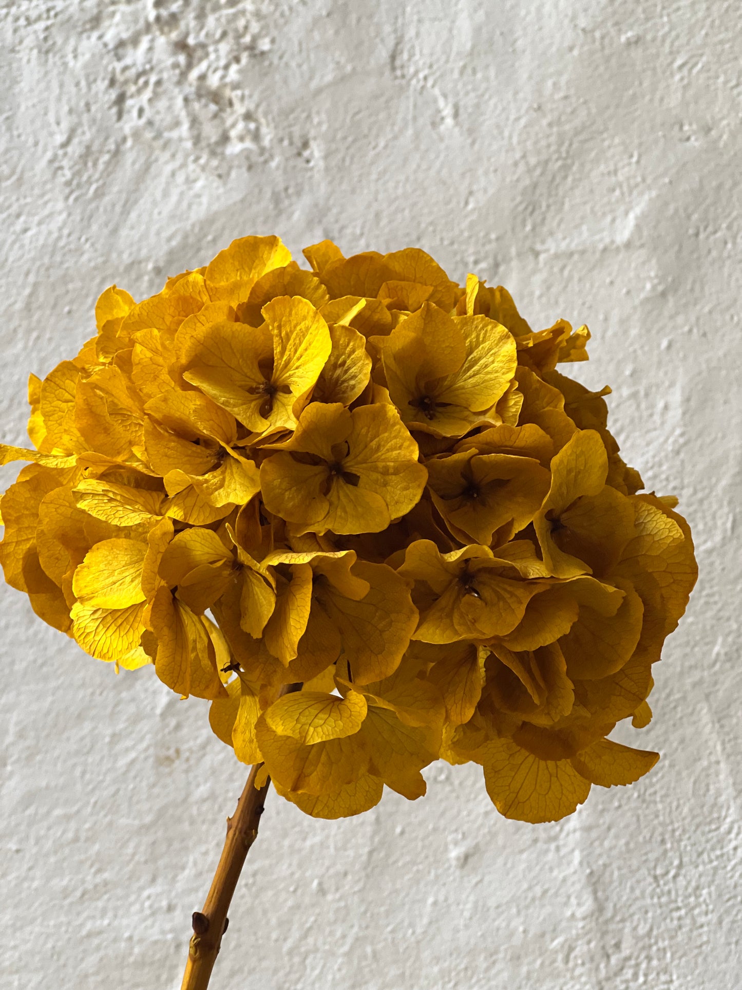 Ortensia Gialla Stabilizzata