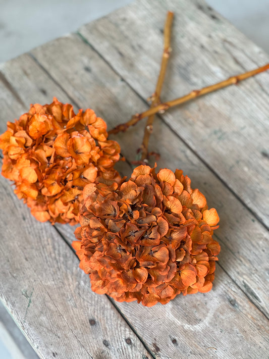 Ortensia Arancio Stabilizzata