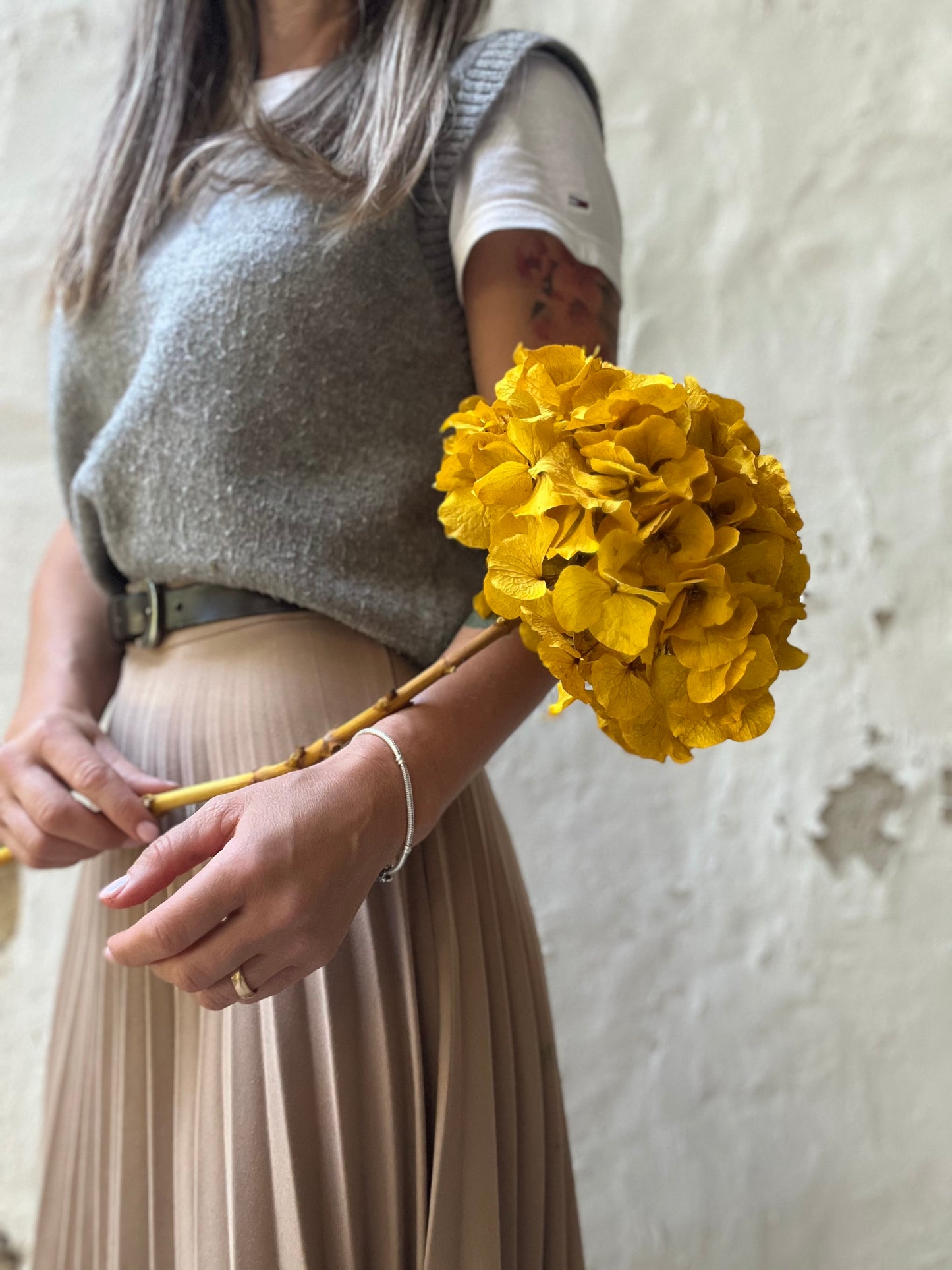 Ortensia Gialla Stabilizzata