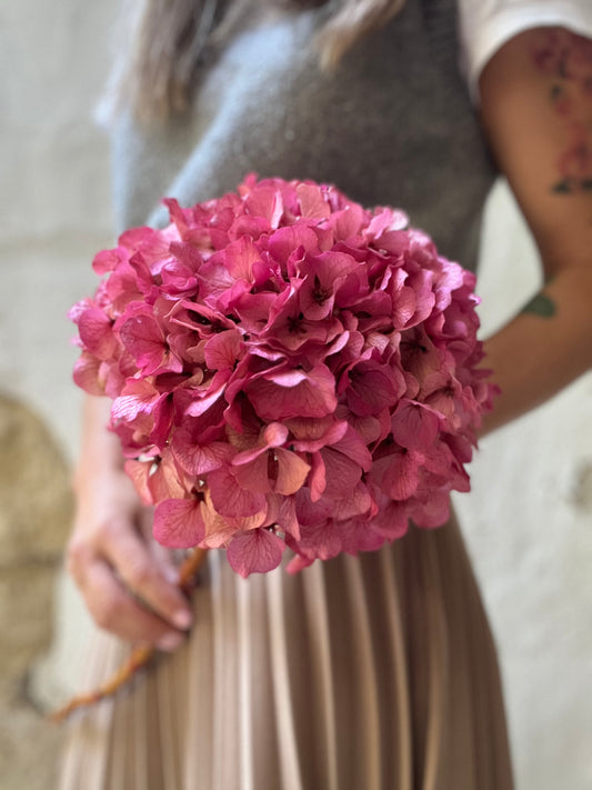 Ortensia Rosa Stabilizzata