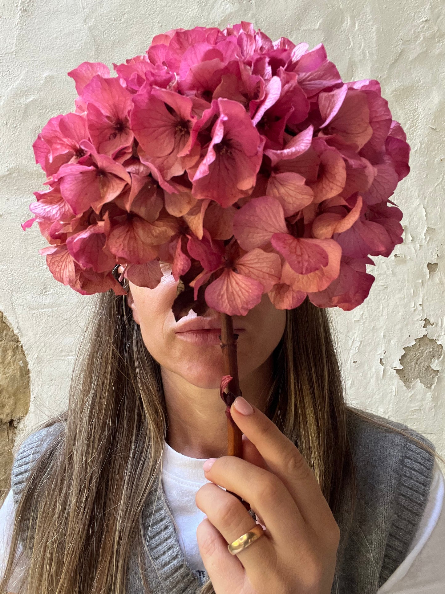 Ortensia Rosa Stabilizzata