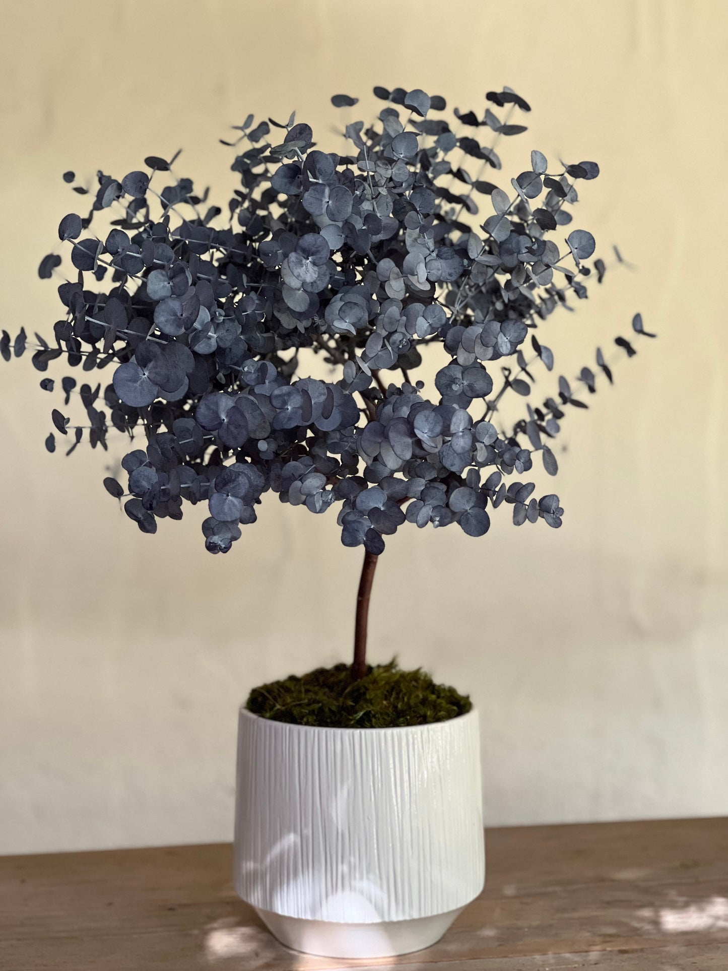 Alberello di Eucalipto Stabilizzato