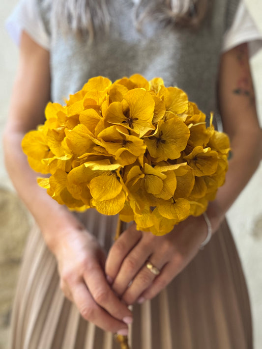 Ortensia Gialla Stabilizzata