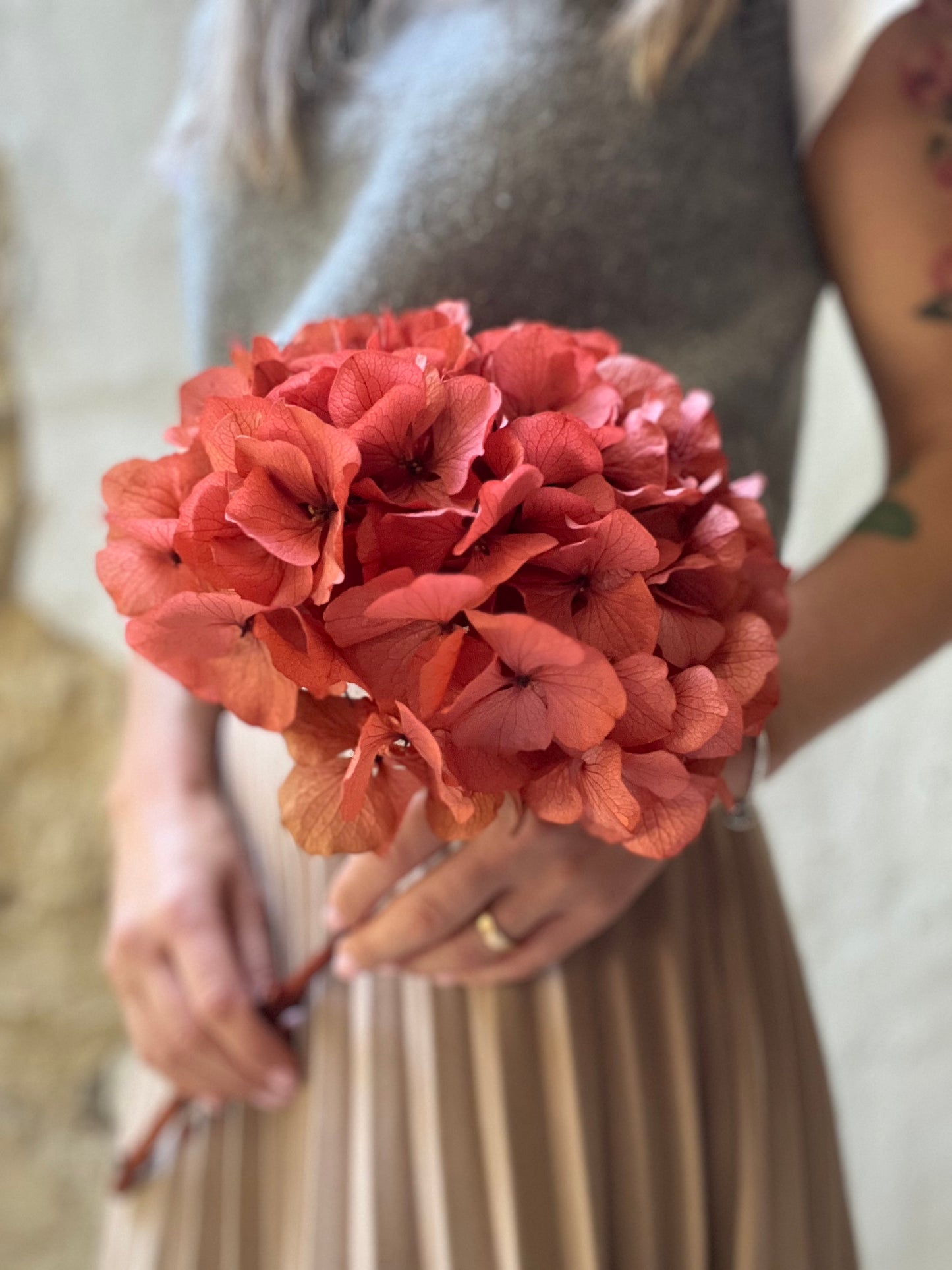 Ortensia Terracotta Stabilizzata