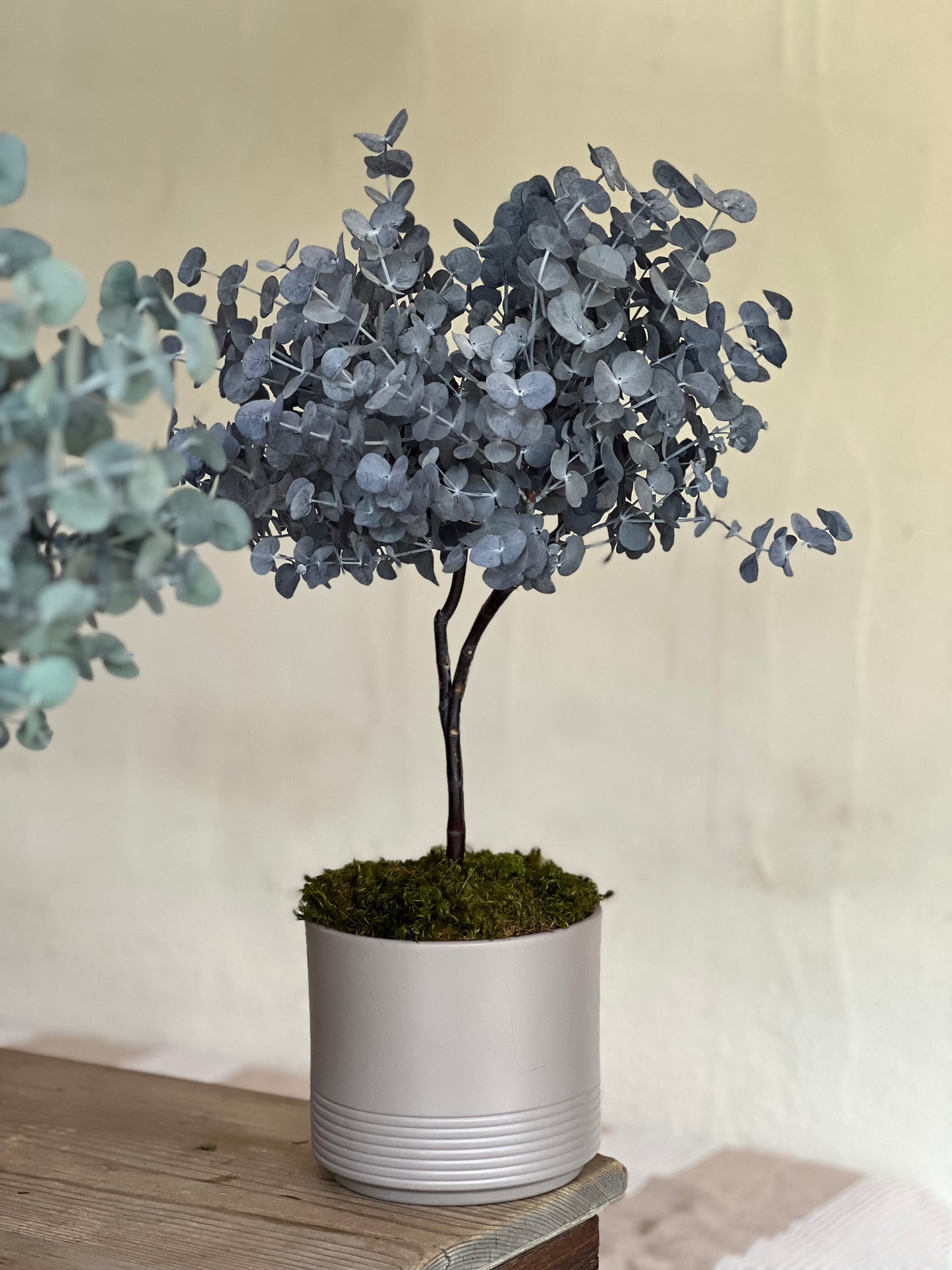 Alberello di Eucalipto Stabilizzato