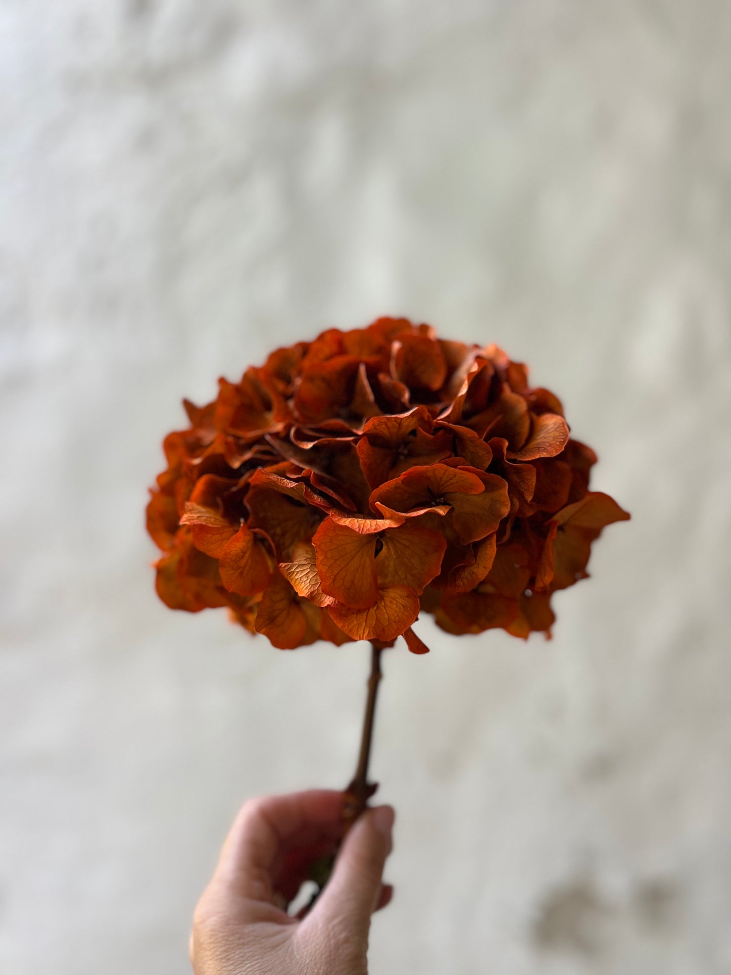 Ortensia Terracotta Stabilizzata