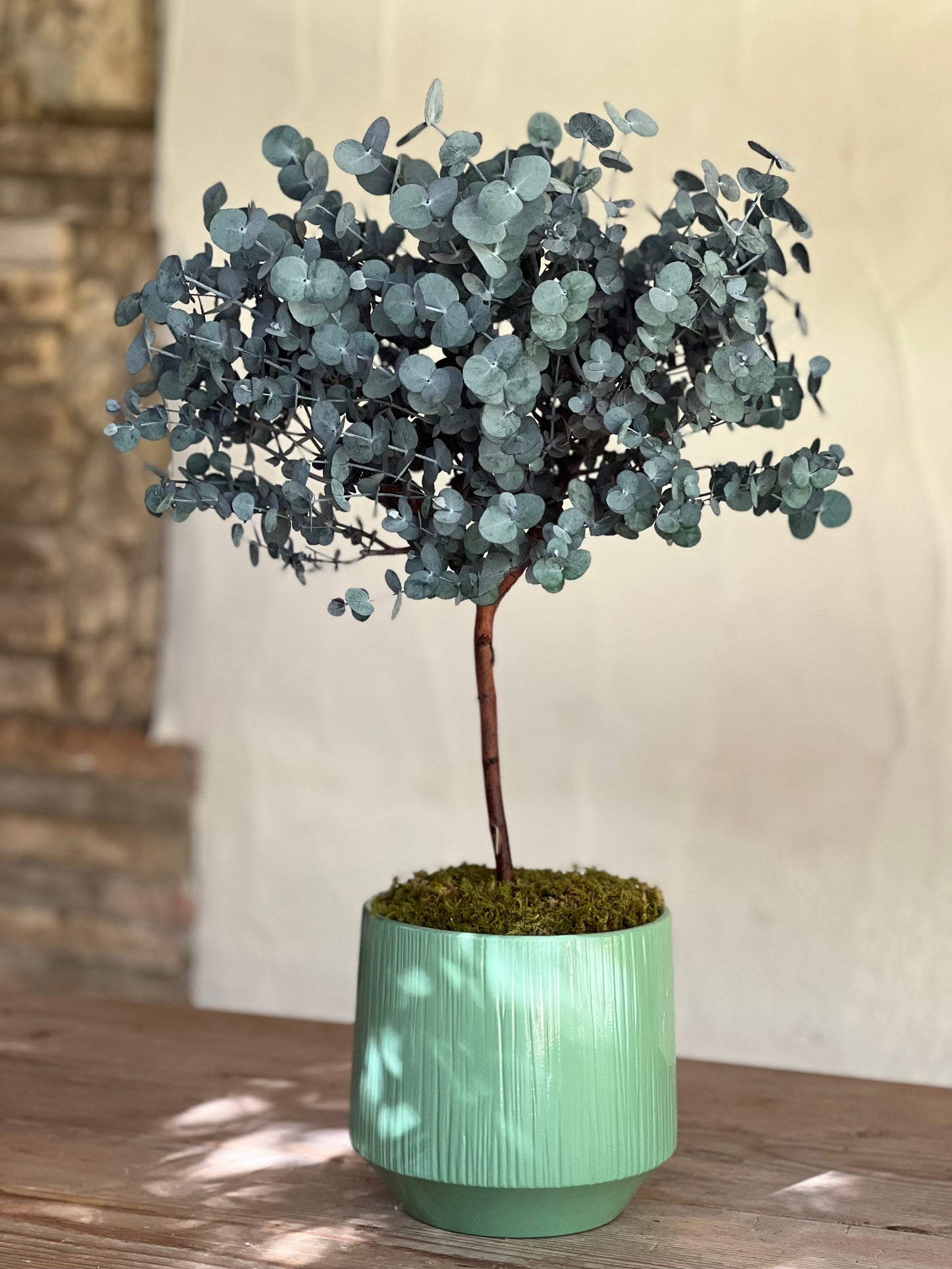 Alberello di Eucalipto Stabilizzato