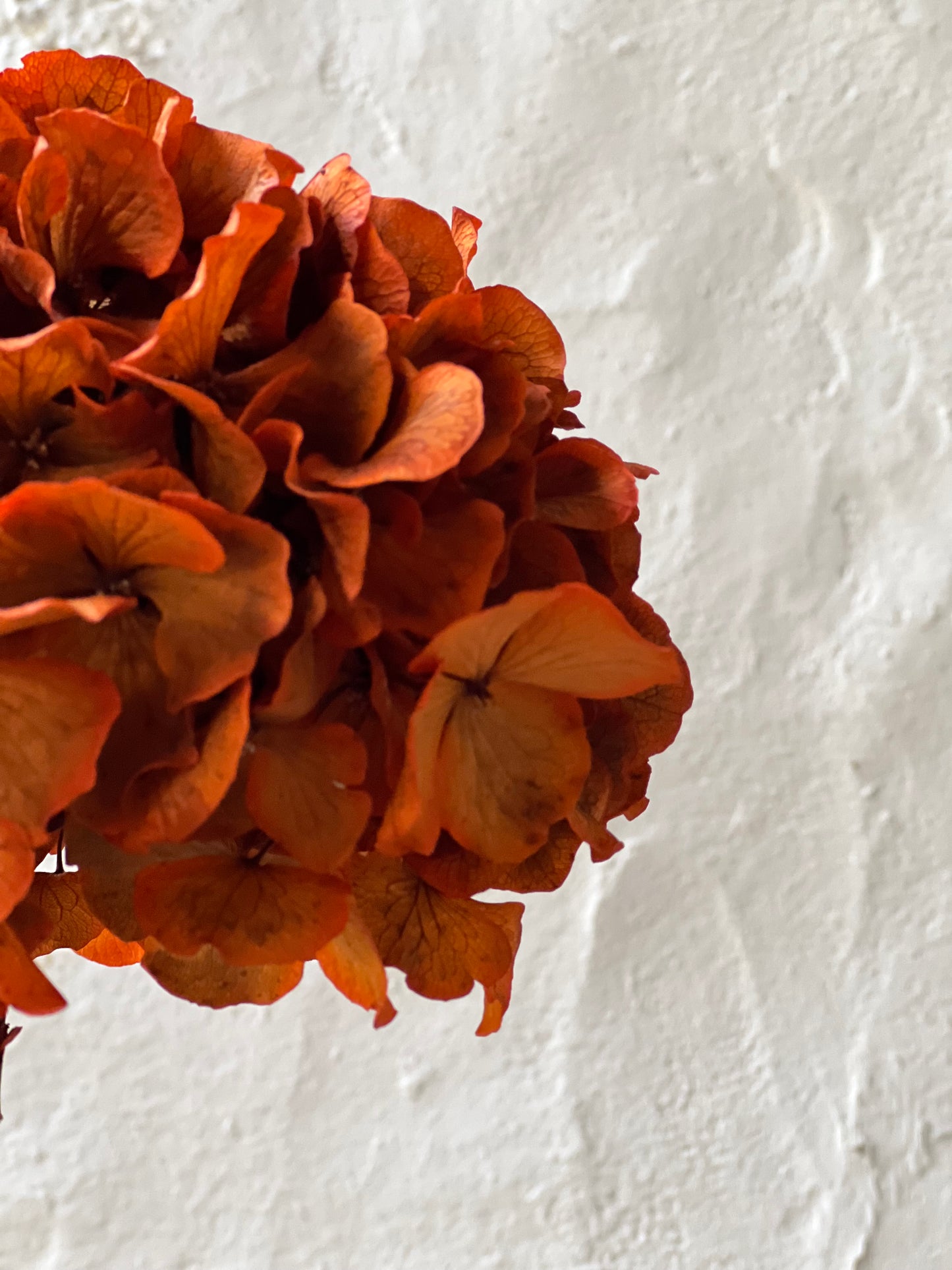 Ortensia Terracotta Stabilizzata