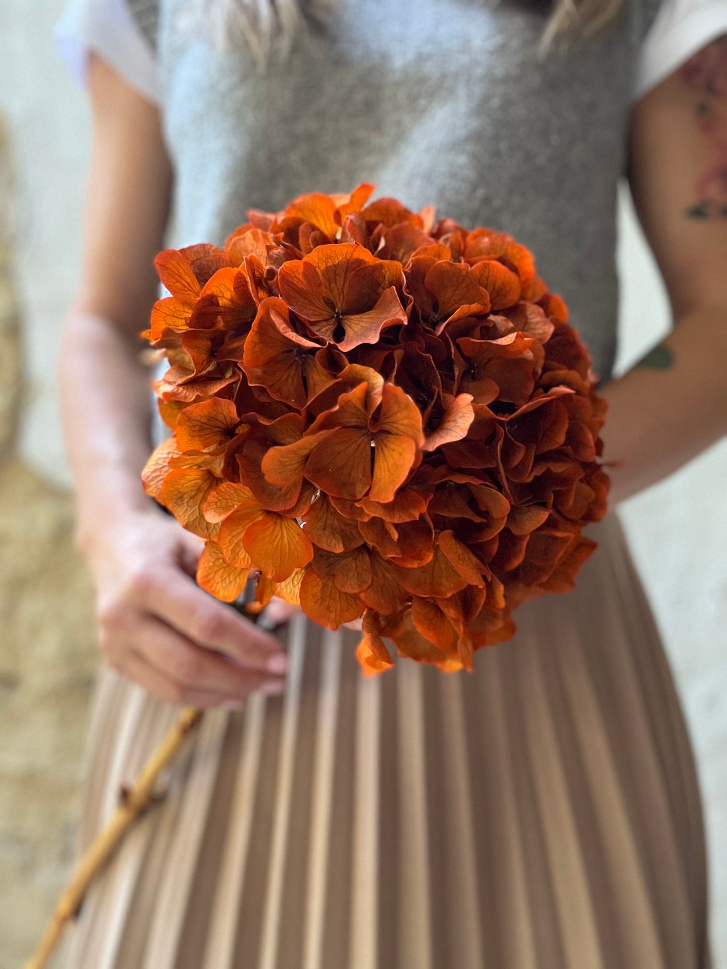 Ortensia Arancio Stabilizzata