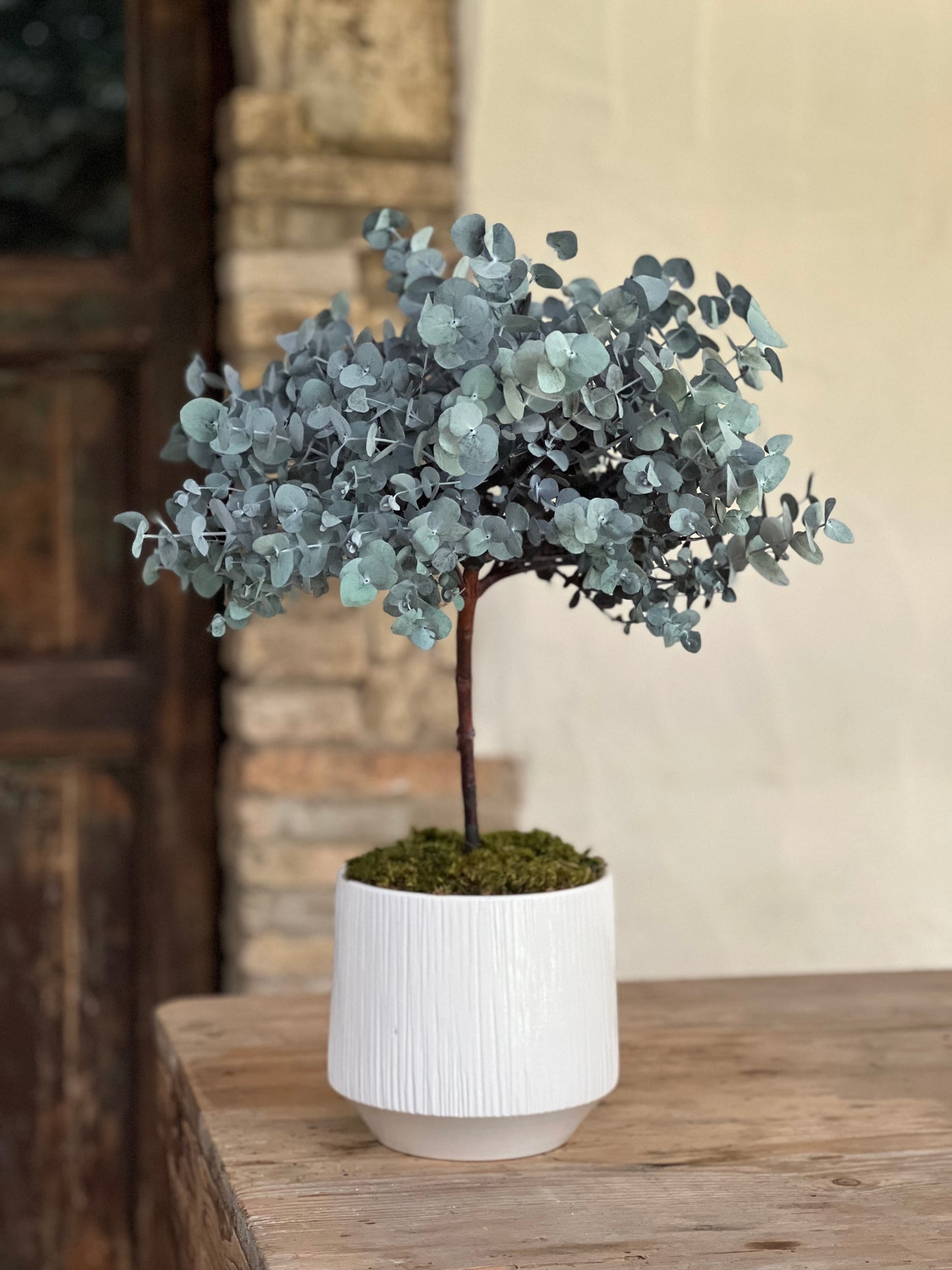 Alberello di Eucalipto Stabilizzato