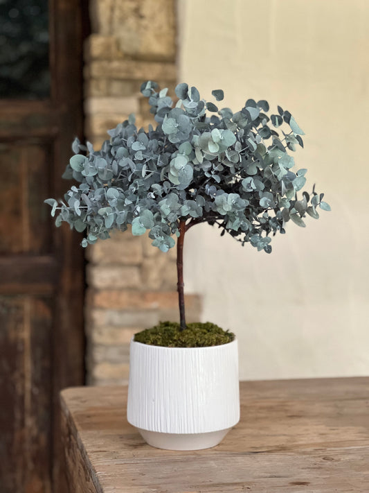 Alberello di Eucalipto Stabilizzato