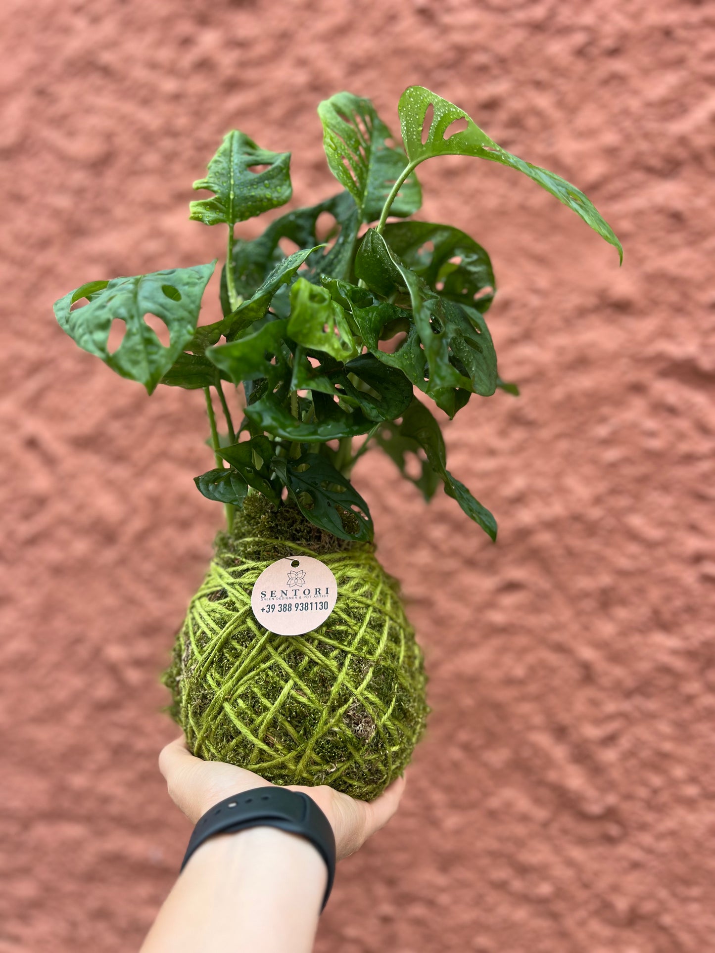 Monstera Monkey