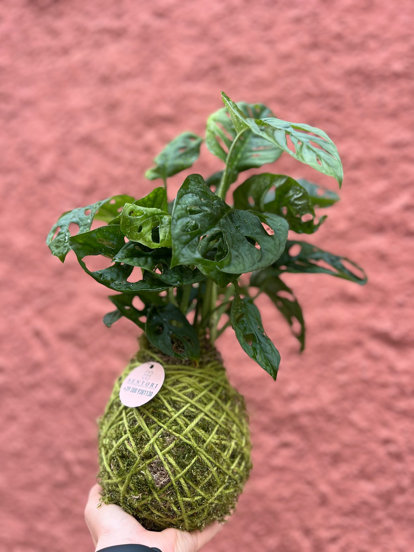 Monstera Monkey