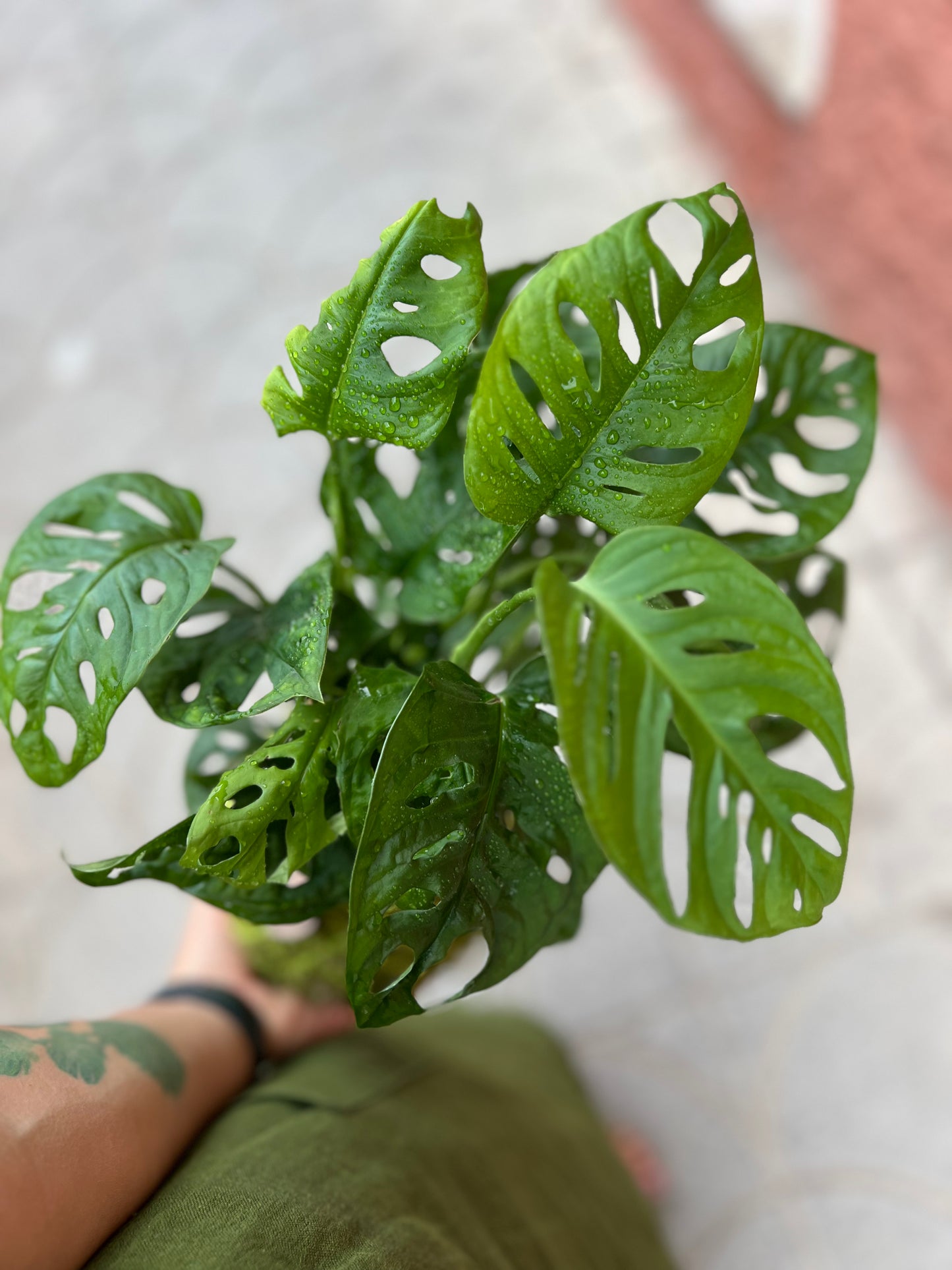 Monstera Monkey